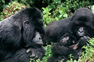 Images Dated 12th October 2007: Africa, Zaire, Virungas National Park, Virungas Mountains