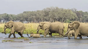 Africa, Zambia. Adult and young elephants walking in river
