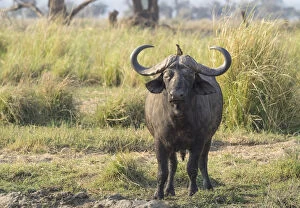 Zambia Gallery: Africa, Zambia. Cape buffalo male close-up. Credit as: Bill Young / Jaynes Gallery / DanitaDelimont