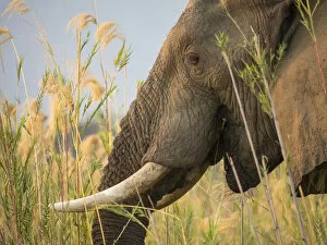 Zambia Gallery: Africa, Zambia. Close-up of elephant eating