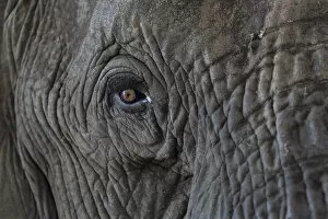 Zambia Gallery: Africa, Zambia. Close-up of elephants eye