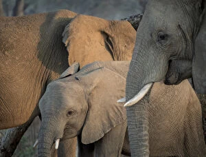 Zambia Gallery: Africa, Zambia. Elephant adults and young. Credit as: Bill Young / Jaynes Gallery / DanitaDelimont