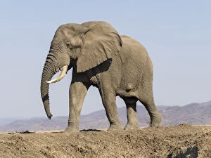 Zambia Gallery: Africa, Zambia. Elephant atop hill. Credit as: Bill Young / Jaynes Gallery / DanitaDelimont