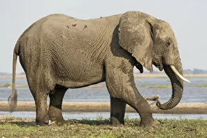 Zambia Gallery: Africa, Zambia. Elephant next to Zambezi River
