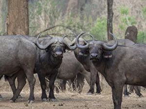 Africa, Zambia. Herd of Cape buffaloes. Credit as: Bill Young / Jaynes Gallery / DanitaDelimont