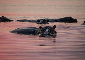 Zambia Gallery: Africa, Zambia. Hippos in river at sunset. Credit as: Bill Young / Jaynes Gallery / DanitaDelimont