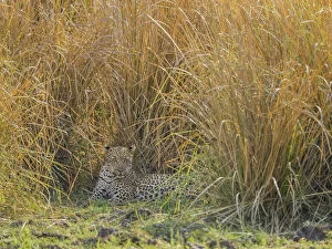 Zambia Gallery: Africa, Zambia. Leopard resting in grass. Credit as: Bill Young / Jaynes Gallery / DanitaDelimont