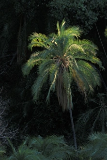 Dry Season Prints: Africa, Zambia, Mosi-Oa-Tunya National Park, Overhead view of palm trees along Zambezi