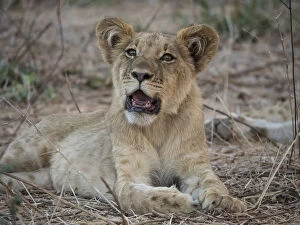 Zambia Gallery: Africa, Zambia. Portrait of lion cub. Credit as: Bill Young / Jaynes Gallery / DanitaDelimont