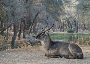 Zambia Gallery: Africa, Zambia. Resting waterbuck. Credit as: Bill Young / Jaynes Gallery / DanitaDelimont