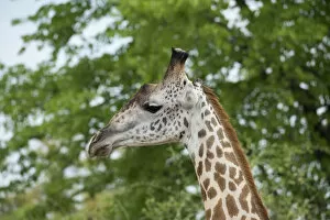 Zambia Gallery: Africa, Zambia, South Luangwa National Park, during green season. Thornicrofts giraffe (Wild)