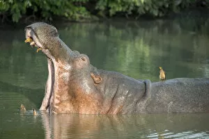 Zambia Gallery: Africa, Zambia, South Luangwa National Park. Hippopotamus in pool with mouth open (WILD