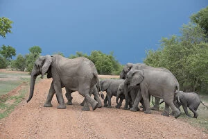 Zambia Gallery: Africa, Zambia, South Luangwa National Park, Mfuwe. Herd of African elephants (WILD