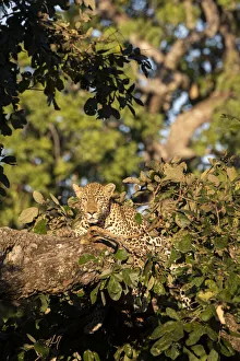 Africa, Zambia, South Luangwa National Park. Male African leopard (Panthera pardus Africa, Zambia, South Luangwa National Park. Male African leopard (Panthera pardus