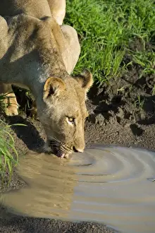 Zambia Prints: Africa, Zambia, South Luangwa National Park, Mfuwe