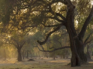 Zambia Gallery: Africa, Zambia. Sunset on forest. Credit as: Bill Young / Jaynes Gallery / DanitaDelimont