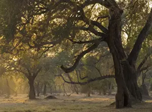 Bill Young Prints: Africa, Zambia. Sunset on forest. Credit as: Bill Young / Jaynes Gallery / DanitaDelimont