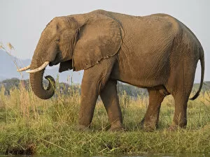 Africa, Zambia. Side view of elephant eating