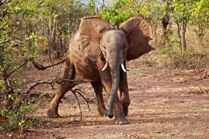 Sanctuary Prints: Africa, Zimbabwe, Bumi Hills. Elephants of Matusadona Park, Zimbabwe