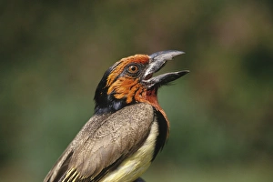 Joanne Williams Prints: Africa, Zimbabwe. Close-up of black-collared barbet