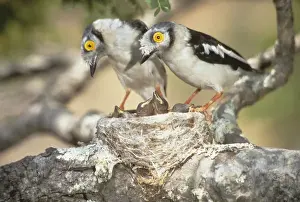 Parent Prints: Africa, Zimbabwe. Two helmetshrike parents on nest with babies
