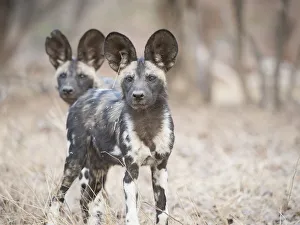 Africa, Zimbabwe, Mana Pools National Park