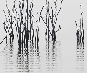 Dead Prints: Africa, Zimbabwe, Matusadona National Park. Reflections on Lake Kariba. Credit as