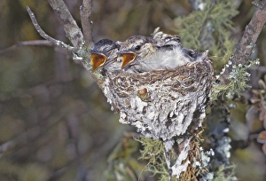 Joanne Williams Prints: Africa, Zimbabwe. Puff-backed shrike chicks in nest