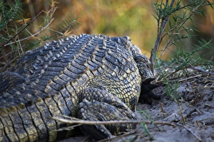 Images Dated 29th October 2012: Africa, Zimbabwe, Victoria Falls. Crocodile of the Zambezi River