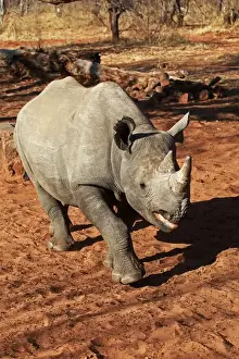 Images Dated 30th October 2012: Africa, Zimbabwe, Victoria Falls. Black Rhinoceros
