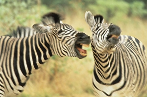 Joanne Williams Prints: Africa, Zimbabwe. Two zebras in a dispute