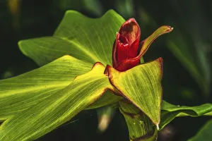 Beauty Prints: African arrowroot plant