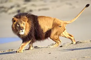 Lion Prints: African Barbary Lion on the Beach Panthera leo Native to Africa (Movie Animal)