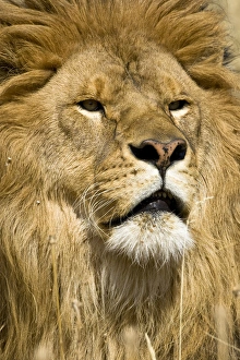 Images Dated 2nd October 2006: African Barbary Lion, Panthera leo leo, one of the few still living in captivity. Captive