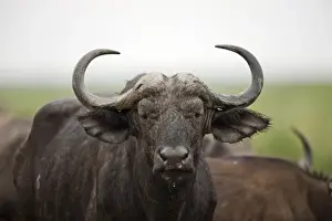 Images Dated 2nd February 2009: African Buffalo or Cape Buffalo (Syncerus Caffer) in Queen Elizabeth National Park