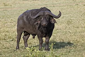 Images Dated 30th August 2011: African buffalo covered in fresh mud, Masai Mara, Kenya, Africa