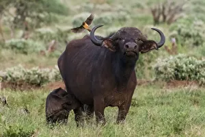 Eastern Africa Prints: African buffalo (Syncerus caffer) and its calf, Tsavo, Kenya
