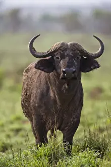 Ungulate Prints: African Buffalo (Synercus caffer) or Cape Buffalo in the Grasslands of Murchison Falls Nationa Park