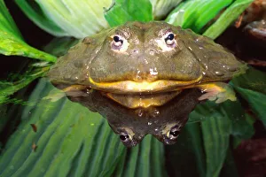 Burrowing Prints: African Burrowing Bullfrog