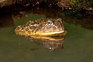 African Burrowing Bullfrog, Pyxicephalus adspersus, Native to Southern Africa, Habitat