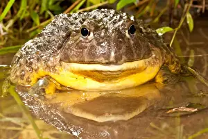 Images Dated 22nd June 2010: African Burrowing Bullfrog, Pyxicephalus adspersus, Native to Southern Africa, Habitat