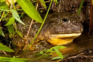 Images Dated 22nd June 2010: African Burrowing Bullfrog, Pyxicephalus adspersus, Native to Southern Africa, Habitat