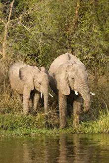 East Africa Prints: African Bush Elephant (Loxodonta africana) at the banks of the river Victoria-Nile