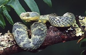 African Bush Viper, Atheris squamiger, Native to Uganda & Western Kenya
