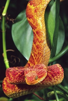 Viper Prints: African Bush Viper, Atheris squamiger, Native to Uganda and Western Kenya