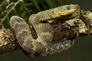 African Bush Viper, Atheris squamigera, coiled around a mossy treebranch with its prehensile tail