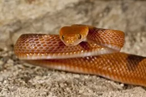 Images Dated 25th April 2007: African Cat Eye Snake, Telescopus semiannulata, Native to Southern Africa