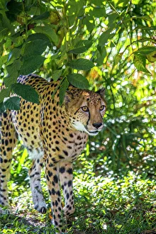 Staring Prints: African cheetah