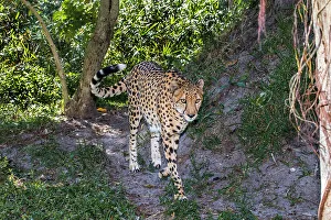 Staring Prints: African cheetah