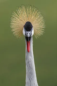 African crowned crane